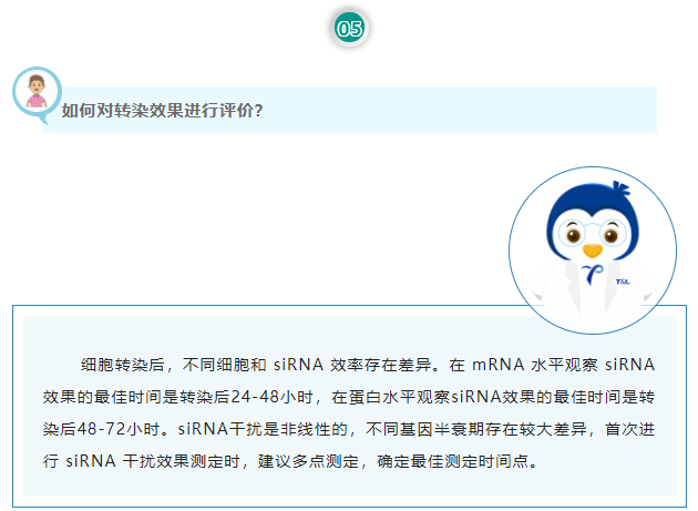 如何对转染效果进行评价？细胞转染后，不同细胞和 siRNA 效率存在差异。在 mRNA 水平观察 siRNA 效果的最佳时间是转染后24-48小时，在蛋白水平观察siRNA效果的最佳时间是转染后48-72小时。siRNA干扰是非线性的，不同基因半衰期存在较大差异，首次进行 siRNA 干扰效果测定时，建议多点测定，确定最佳测定时间点。