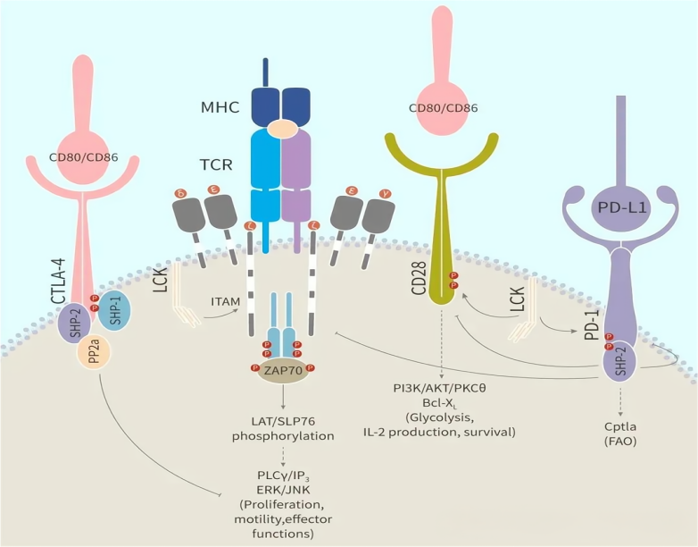 yl23455永利官网-ActCel T细胞激活试剂