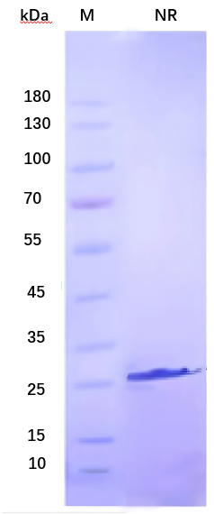 yl23455永利官网重组人TGF-β1蛋白
