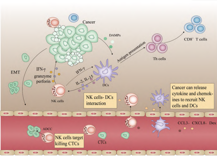 yl23455永利官网,NK试剂盒套装3.0,脐血NK细胞培养,NK细胞培养