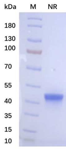 yl23455永利官网高活性重组人BMP-4蛋白