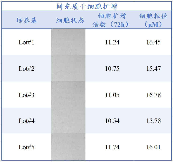 yl23455永利官网生物MSC无血清培养工艺定制化服务