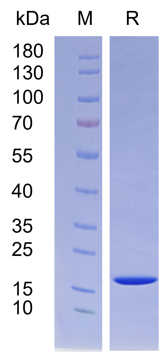 yl23455永利官网新一代耐热型重组人bFGF蛋白正式发布！高温环境下的修复王者! 